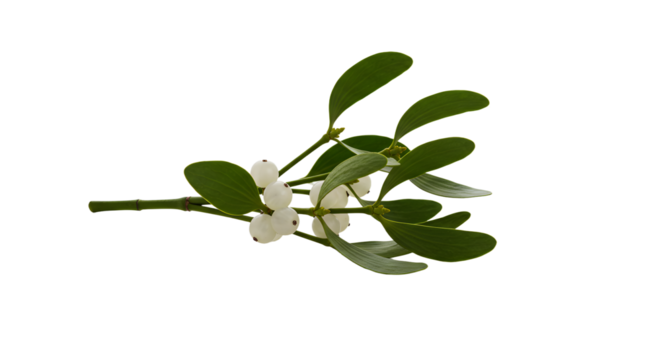 A close-up of a mistletoe branch with green leaves and white berries, set against a transparent background for festive decoration