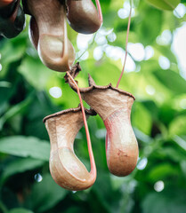 Hanging Nepenthes Pitcher Plants in Tropical Garden