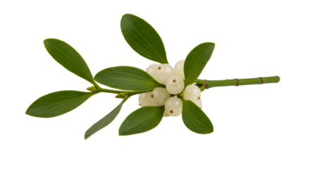 A close-up view of a mistletoe branch showcasing its white berries and green leaves, ideal for festive decorations