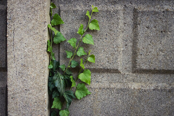 Green ivy climbs textured concrete wall, symbol of resilience and nature reclaiming urban spaces
