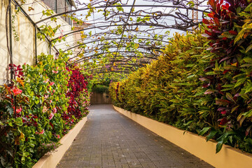 Patio with flower alley of private house in Funchal, Madeira, Portugal