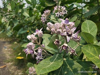 pink and white flowers