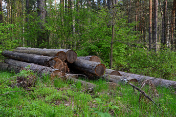Pile of logs in a forest isolated on the ground among trees deforestation