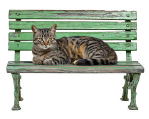 Tabby cat rests comfortably on vintage green bench, showcasing its striking fur patterns and relaxed demeanor. bench rustic charm adds to serene atmosphere of scene