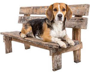 Beagle dog resting on rustic wooden bench, showcasing its playful yet calm demeanor. dog fur is mix of brown, black, and white, adding to its charm