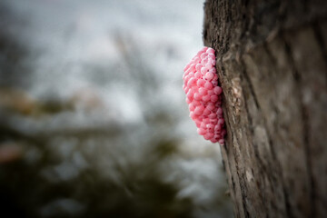 Snail eggs on the tree bark