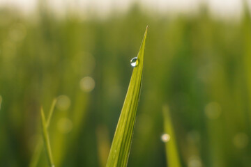 green grass with dew drops