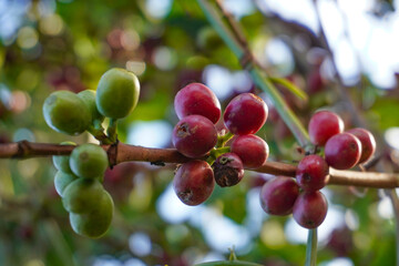 coffee berries with various ripeness