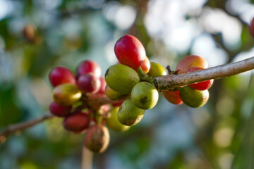 coffee berries on its branch