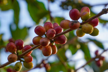 coffee berries on its tree