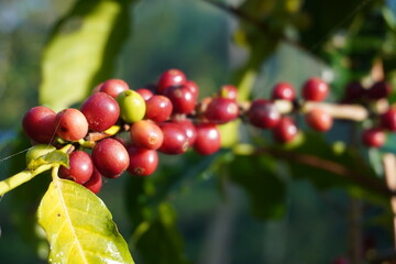 fresh red coffee berries on a branch
