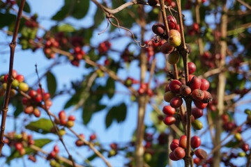 red coffee berries on a branch