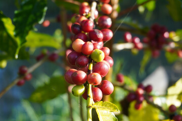 red coffee berries on a tree