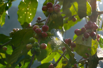 Natural freshness of coffee berries on its tree