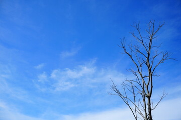 Dead tree against blue sky