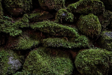green moss on the stone