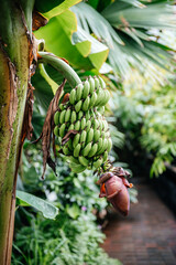 Unripe Banana Bunch Growing on Tree