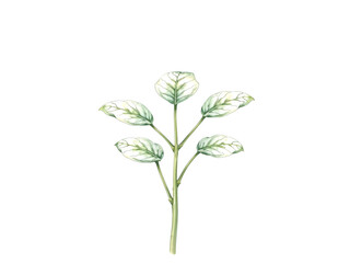 Delicate botanical sprig with patterned leaves, soft illustration on white. Generative AI