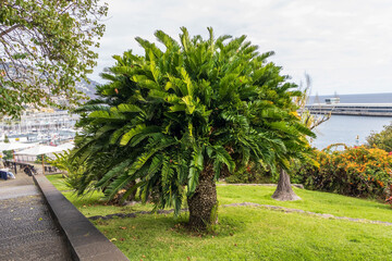 Big palm in Santa Catarina Park in Funchal, Madeira, Portugal