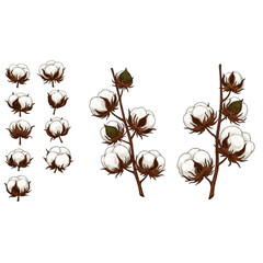 Elegant Cotton Plant Branch Design elements perfect for textile branding logo creation and fabric patterns offering scalable botanical artwork