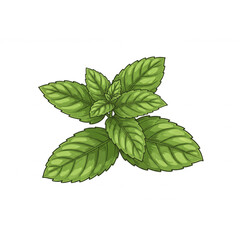 Fresh Mint Sprig Design Perfect for Herbal Branding Logos and Botanical Illustrations needing a Scalable Graphic Element