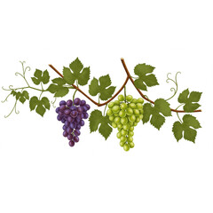 Elegant grapevine branch with ripe red and green grapes leaves ideal for wine label design or agricultural branding projects