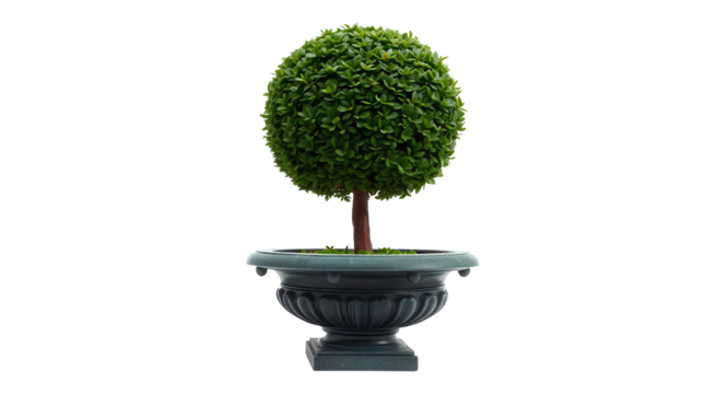 Photo of topiary tree into a perfect ball shape isolated on transparent background.png