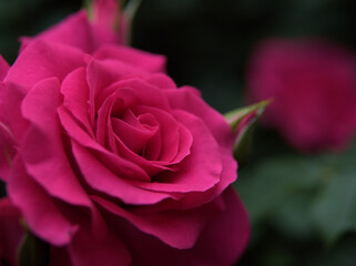 5月に美しく咲いた赤色のバラ「うらら」