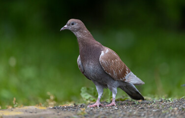 Pigeon