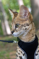 Savannah cat F1 Hp with harness and leash in the forest