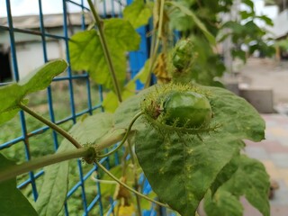 Beautiful fruit, flower and colorful leaves in a Stinking Passion plant with nature background.