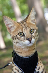 Savannah cat F1 Hp with harness and leash in the forest