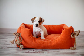 Puppy lies in a white bed under a blanket