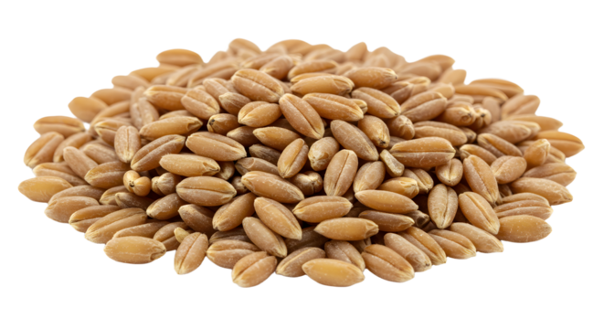 Close-up of a heap of golden wheat grains showcasing their texture and natural color against a plain background
