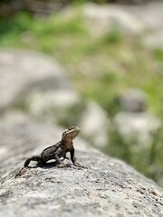 Reptile on Rock   Uplistsikhe, Georgia