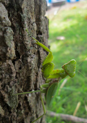 Mantis on a leaf