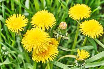 Bright Yellow Dandelions Blooming in Grass