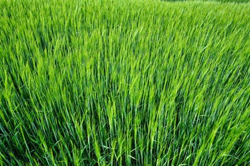 Obraz premium green cornfield