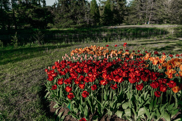 Vibrant tulip garden blooming in sunlight at a serene park during springtime