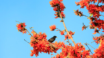 Mynas bird sitting on a Bastard Teak flowers blooming, Flame of the Forest (Butea monosperma (Lam.) Taub.) with blue sky background, Tropical flowers, Orange flowers