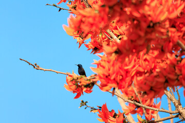 Hummingbird sitting on a Bastard Teak flowers blooming, Flame of the Forest (Butea monosperma (Lam.) Taub.) with blue sky background, Tropical flowers, Orange flowers