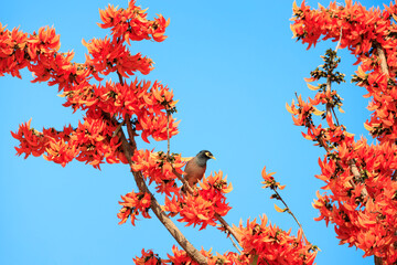 Mynas bird sitting on a Bastard Teak flowers blooming, Flame of the Forest (Butea monosperma (Lam.) Taub.) with blue sky background, Tropical flowers, Orange flowers