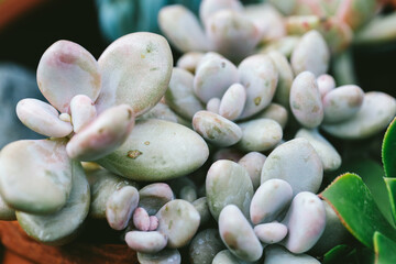 Macro photo of pastel succulent plant with soft natural texture and color variation, expressing grounded calm, tactile meditation and gentle organic beauty.