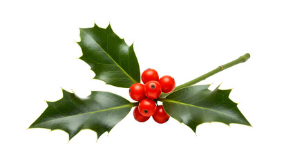 Vibrant holly branch with bright red berries and glossy green leaves, perfect for holiday decorations or seasonal themes