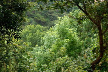 Spring vegetation in the park