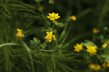 Spring vegetation in the park