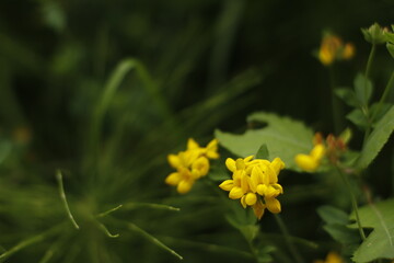Spring vegetation in the park