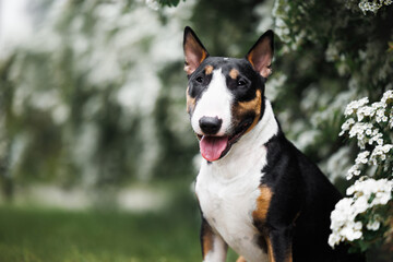 miniature bull terrier dog portrait outdoors in blooming bush