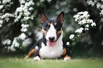 happy miniature bull terrier dog lying outdoors by a blooming bush