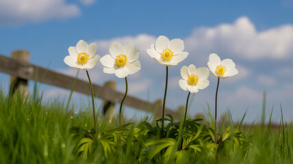 A bright spring photograph of four white anemone flowers with yellow centers against a vibrant blue sky with white puffy clouds.